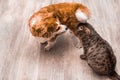 Closeup portrait of a cat and dog. Flat gray background