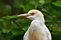 Closeup portrait of a Cattle Egret Royalty Free Stock Photo