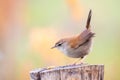 Closeup portrait of Cetti`s warbler, cettia cetti perched on a trunk Royalty Free Stock Photo