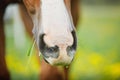 Chestnut budyonny horse eating grass with dandelions Royalty Free Stock Photo