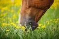 Chestnut budyonny horse eating grass with dandelions Royalty Free Stock Photo