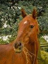 Closeup portrait of chestnut coloured horse with mouthful of hay.