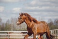 Chestnut trakehner stallion horse galloping in big paddock in spring