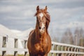Chestnut trakehner stallion horse galloping in big paddock in spring