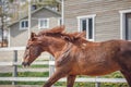 Portrait of chestnut trakehner stallion horse galloping in big paddock in spring Royalty Free Stock Photo