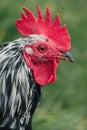 Closeup Portrait of Chicken Royalty Free Stock Photo