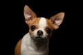 Closeup Portrait of Chihuahua Dog on black Royalty Free Stock Photo