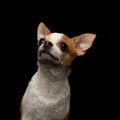Closeup Portrait of Chihuahua Dog on black Royalty Free Stock Photo