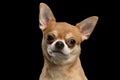 Closeup Portrait of Chihuahua dog Looking in Camera isolated Black Royalty Free Stock Photo