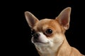 Closeup Portrait of Chihuahua dog Looking outside isolated on Black Royalty Free Stock Photo