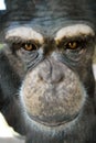 Closeup portrait of a Chimpanzee in captivity looking straight in the camera