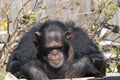 Closeup portrait of a Chimpanzee (Pan troglodytes) in a zoo Royalty Free Stock Photo