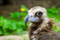 Closeup portrait of a cinereous vulture, Aegypius monachus, that is a large raptorial bird Royalty Free Stock Photo