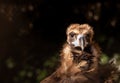 Closeup portrait of the cinereous vulture, Aegypius monachus, monk vulture, Eurasian black vulture