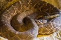 Closeup portrait of a coiled up red diamond rattlesnake,venomous pit viper specie from America