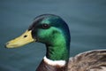 Closeup of a portrait of a colorful drake swimming in a lake