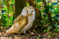 Closeup portrait of a common barn owl, bird specie from the netherlands, Europe Royalty Free Stock Photo