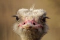 Closeup portrait of common ostrich Royalty Free Stock Photo