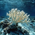 closeup portrait of coral reef bleached and dying Royalty Free Stock Photo