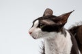 Closeup Portrait of Cornish Rex Cat Sits on White Royalty Free Stock Photo