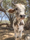 closeup portrait of a cow in a farm Royalty Free Stock Photo