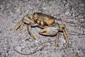 Closeup portrait of a crab on ground in night.
