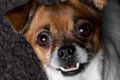 Close-up portrait crossbreed dog pekingese pinscher