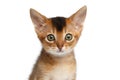Closeup Portrait Cute Abyssinian Kitty on Isolated White Background