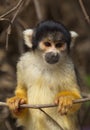 Closeup portrait of cute baby Golden Squirrel Monkey Saimiri sciureus staring at camera from close branch, Bolivia