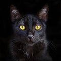 Closeup portrait of cute black cat with yellow eyes, domestic pet. Royalty Free Stock Photo