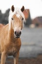 Closeup portrait of a cute brown horse staring at