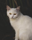 Closeup Portrait of Cute Cat with Yellow eyes Royalty Free Stock Photo