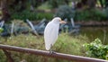 Closeup portrait of a cute Cattle Egret (Bubulcus ibis) resting in an urban park Royalty Free Stock Photo