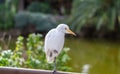 Closeup portrait of a cute Cattle Egret (Bubulcus ibis) resting in an urban park Royalty Free Stock Photo