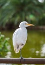 Closeup portrait of a cute Cattle Egret (Bubulcus ibis) resting in an urban park Royalty Free Stock Photo