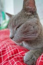 Closeup portrait of a cute domestic cat, grey Russian Blue breed female with greenish eyes, having rest at home in bed with red Royalty Free Stock Photo