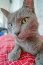 Closeup portrait of a cute domestic cat, grey Russian Blue breed female with greenish eyes, having rest at home in bed with red Royalty Free Stock Photo