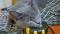 Closeup portrait of a cute domestic cat, grey Russian Blue breed female with greenish eyes, having rest at home, at the working Royalty Free Stock Photo