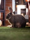 Closeup portrait of cute fluffy brown domesticated rabbit bunny sitting on green artificial grass carpet in home Ecuador