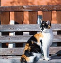 Closeup portrait of a cute fluffy cat sitting on a wooden bench Royalty Free Stock Photo