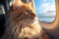 closeup portrait of a cute fluffy ginger cat looking out the airplane window