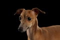 Closeup Portrait Cute Italian Greyhound Dog Looking forward isolated Black Royalty Free Stock Photo