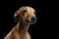 Closeup Portrait Cute Italian Greyhound Dog Looking up isolated Black Royalty Free Stock Photo