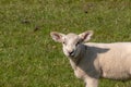 Closeup portrait of a cute lamb with a smiley face in a grazing land