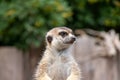 Closeup portrait of a cute meerkat looking around in a zoo Royalty Free Stock Photo