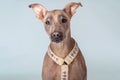 Closeup portrait of cute pale unusual dog with melancholy clever look, wearing harness for walk.