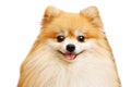 Closeup portrait of cute pomeranian spitz isolated on white background. Royalty Free Stock Photo