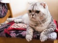 Closeup portrait of a cute scottish breed cat in room Royalty Free Stock Photo