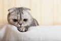 Closeup portrait of a cute scottish fold breed cat in room Royalty Free Stock Photo