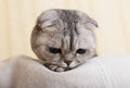 Closeup portrait of a cute scottish fold breed cat in room Royalty Free Stock Photo